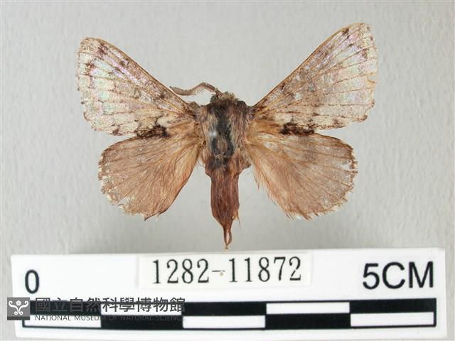 銀肩枯葉蛾藏品圖，第1張