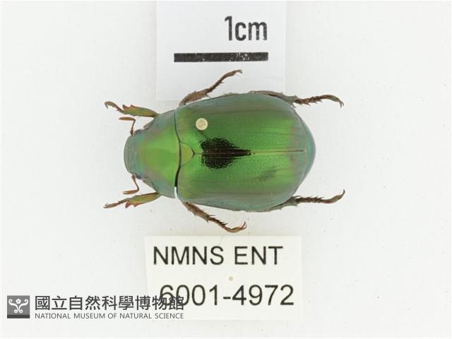 綠艷金龜藏品圖，第1張