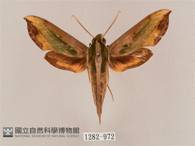 斜綠天蛾藏品圖，第1張