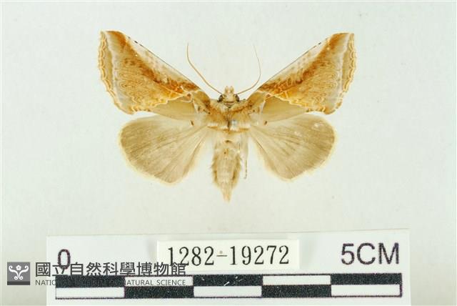 印華波紋蛾藏品圖，第1張