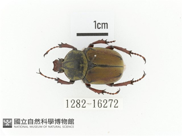 臺灣角金龜藏品圖，第1張
