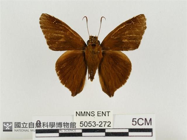 鐵色絨弄蝶藏品圖，第1張