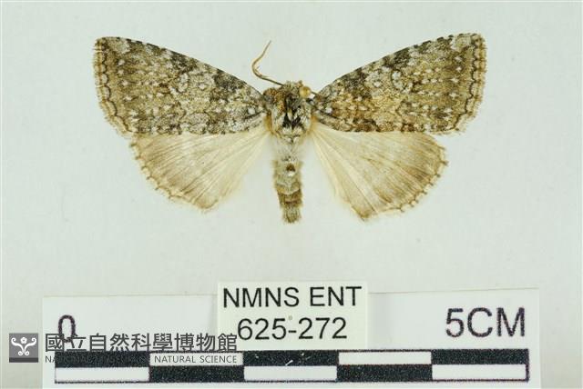 臺灣銀斑異波紋蛾藏品圖，第1張