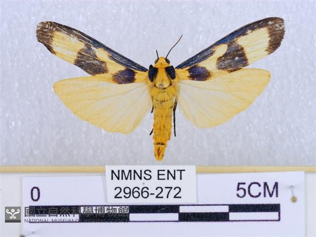 閃光苔蛾藏品圖，第1張