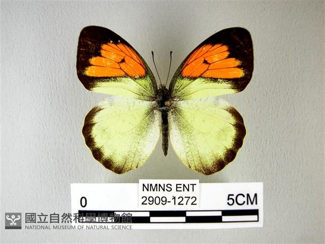 異粉蝶、雌白黃蝶藏品圖，第1張