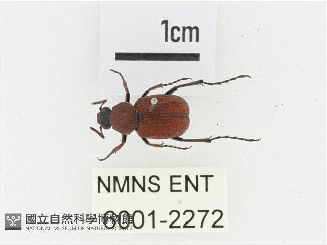 血紅虎斑花金龜藏品圖，第1張