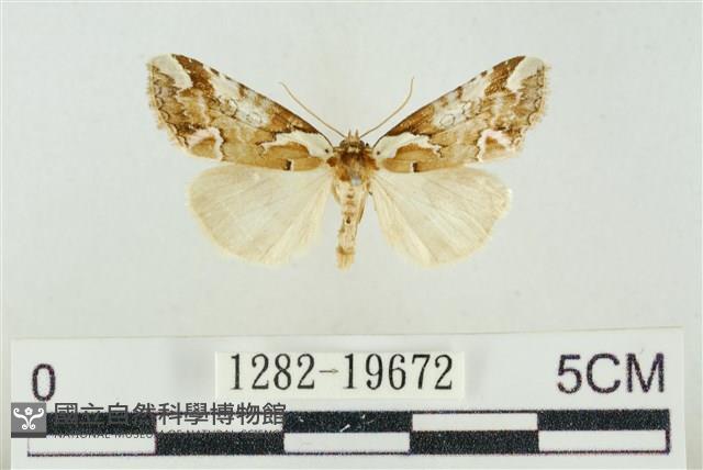 臺美波紋蛾藏品圖，第1張