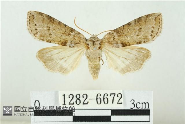 臺圓波紋蛾藏品圖，第1張