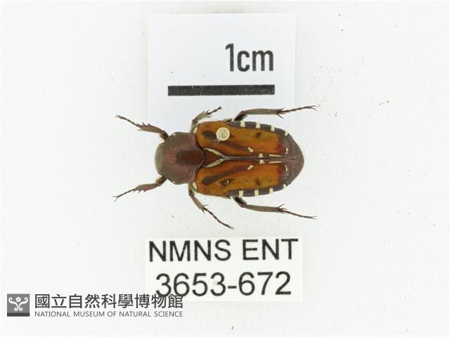 黑斑陷紋金龜藏品圖，第1張