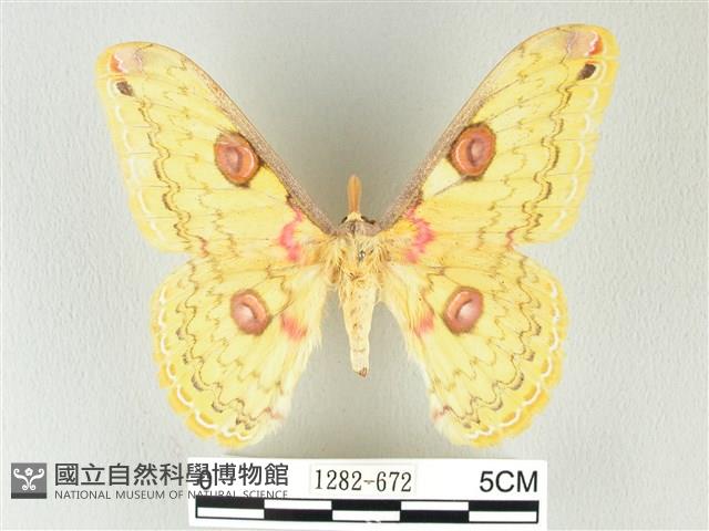 黃豹天蠶蛾藏品圖，第1張