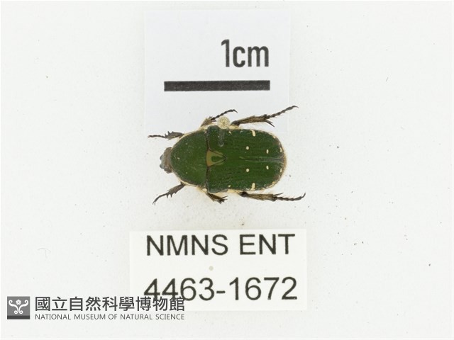 臺灣小綠花金龜藏品圖，第1張