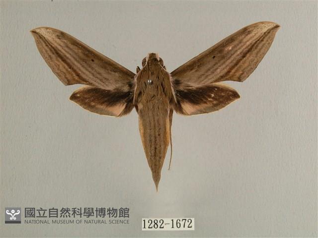 背線天蛾藏品圖，第1張