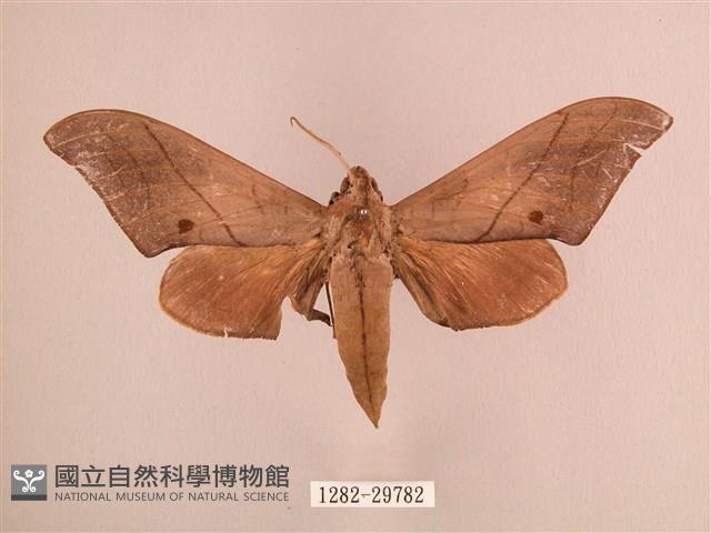 直翅六點天蛾藏品圖，第1張