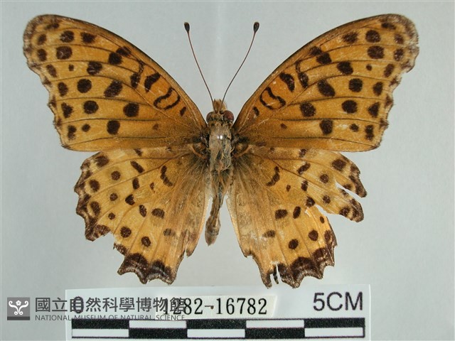 斐豹蛺蝶藏品圖，第1張
