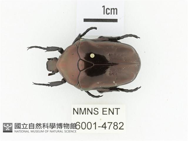 銅艷白點花金龜藏品圖，第1張