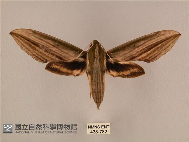 棕綠背線天蛾藏品圖，第1張