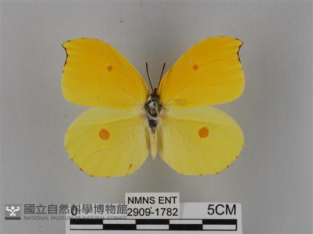 圓翅鉤粉蝶藏品圖，第1張