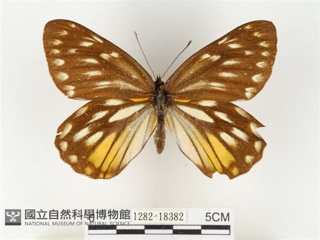 黃裙豔粉蝶藏品圖，第1張