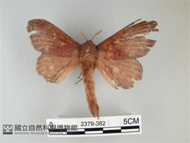 隱波紋枯葉蛾藏品圖，第1張