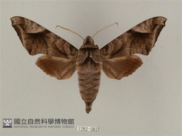 全緣缺角天蛾藏品圖，第1張