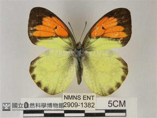 異粉蝶、雌白黃蝶藏品圖，第1張