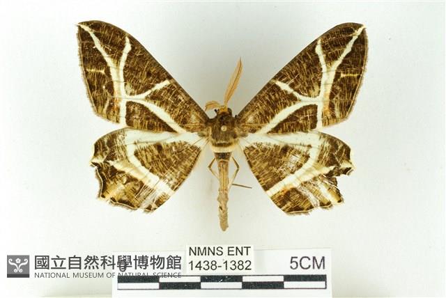 樹形尺蛾藏品圖，第1張