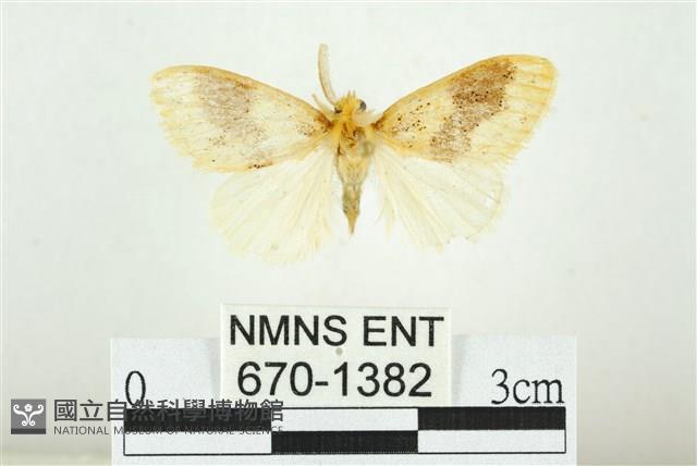 寬紋黃毒蛾藏品圖，第1張
