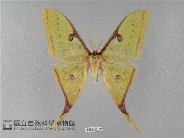 臺灣長尾水青蛾藏品圖，第1張