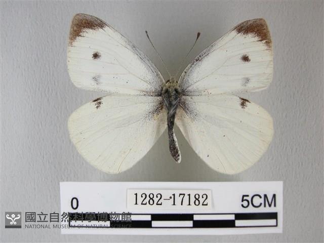 白粉蝶、紋白蝶藏品圖，第1張