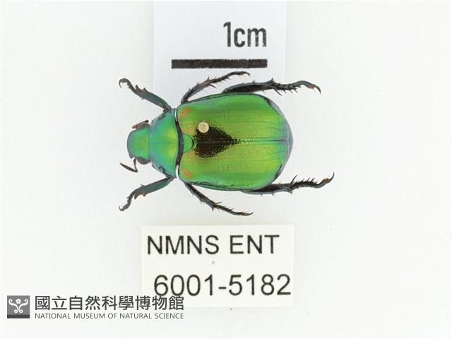 艷金龜藏品圖，第1張