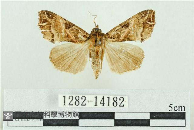 粉紅帶散紋夜蛾藏品圖，第1張