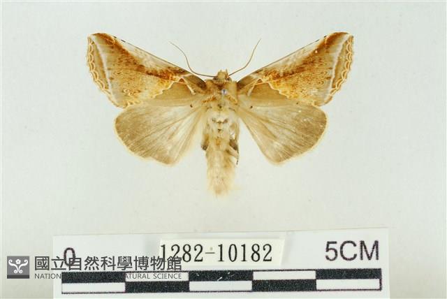 印華波紋蛾藏品圖，第1張