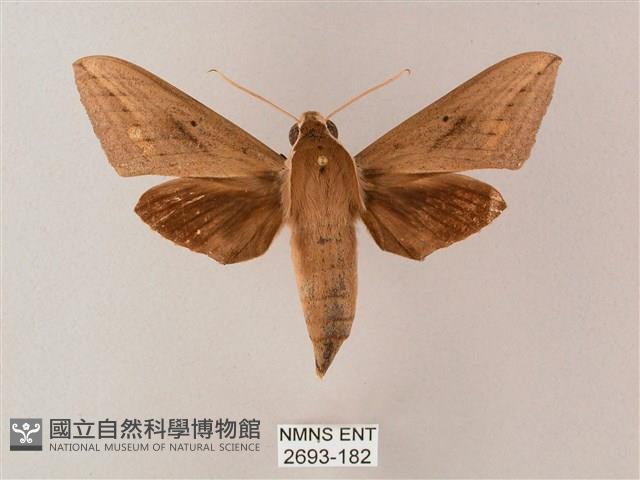 直翅斜紋天蛾藏品圖，第1張