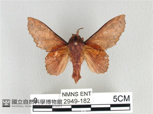 鋸緣枯葉蛾藏品圖，第1張