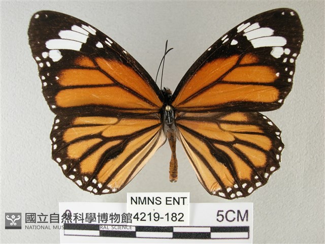 黑脈樺斑蝶藏品圖，第1張