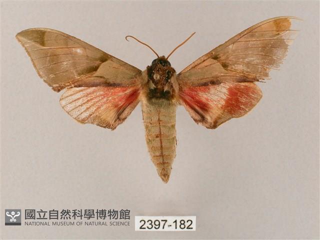 榆綠天蛾藏品圖，第1張