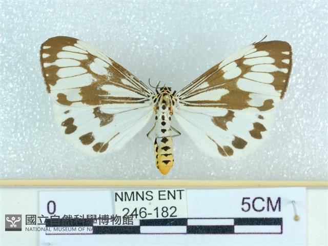 粉蝶燈蛾藏品圖，第1張