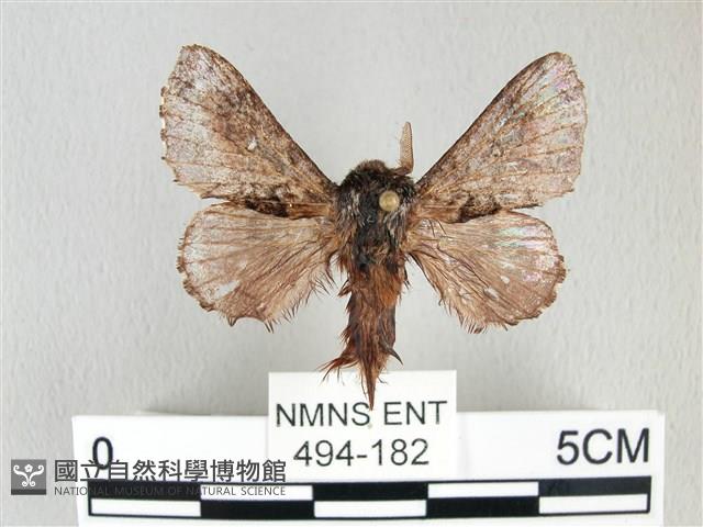 銀肩枯葉蛾藏品圖，第1張