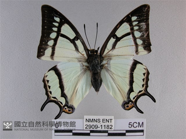 小雙尾蛺蝶藏品圖，第1張