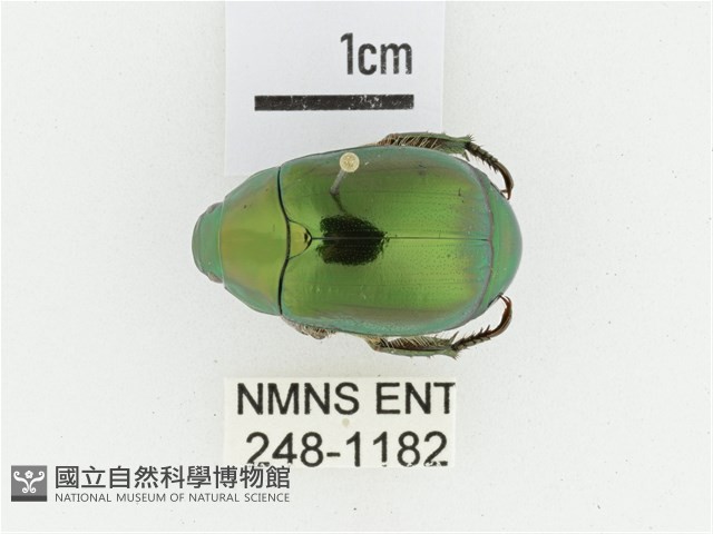 黑田艷金龜藏品圖，第1張