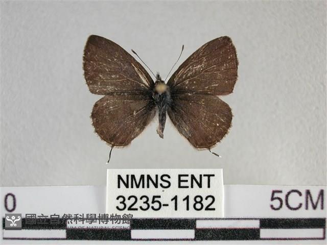 波灰蝶藏品圖，第1張