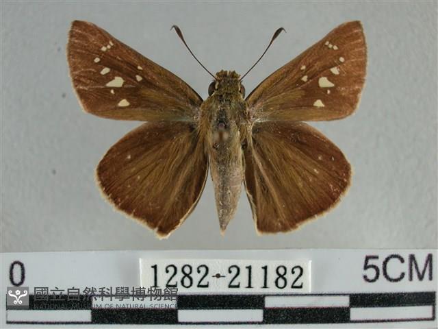 尖翅褐弄蝶藏品圖，第1張
