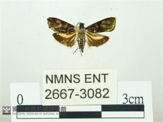 叉紋閃舞蛾藏品圖，第1張