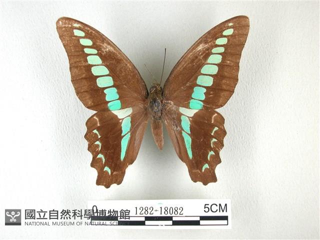 青帶鳳蝶藏品圖，第1張