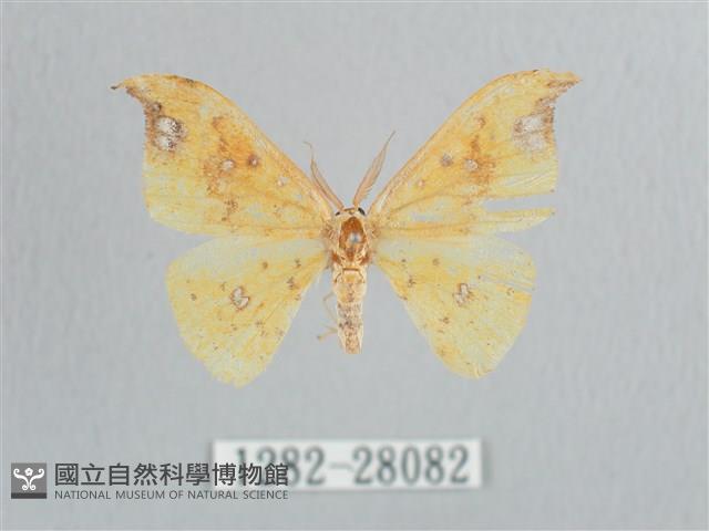 銀斑黃鉤蛾藏品圖，第1張