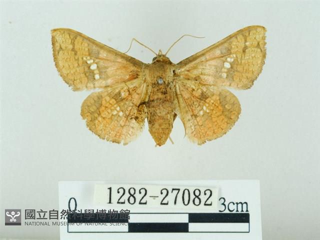 琉球雲紋網蛾藏品圖，第1張