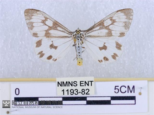 粉蝶燈蛾藏品圖，第1張