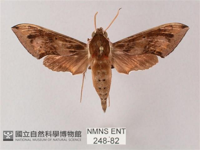 雙斑白肩天蛾藏品圖，第1張