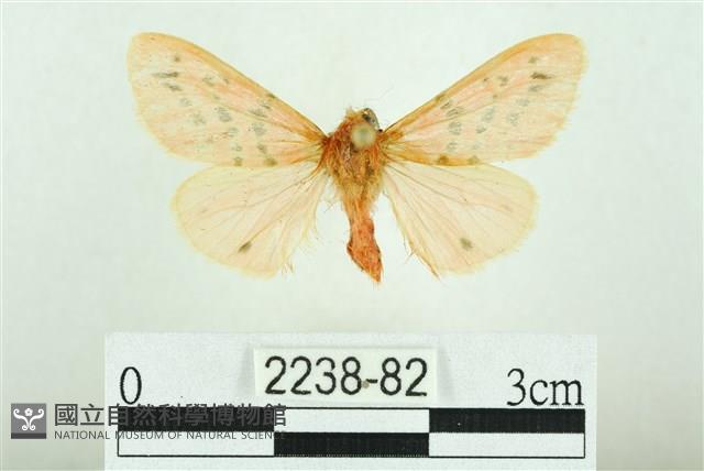 三條橙燈蛾藏品圖，第1張