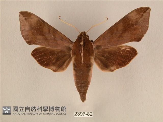 背中白天蛾藏品圖，第1張